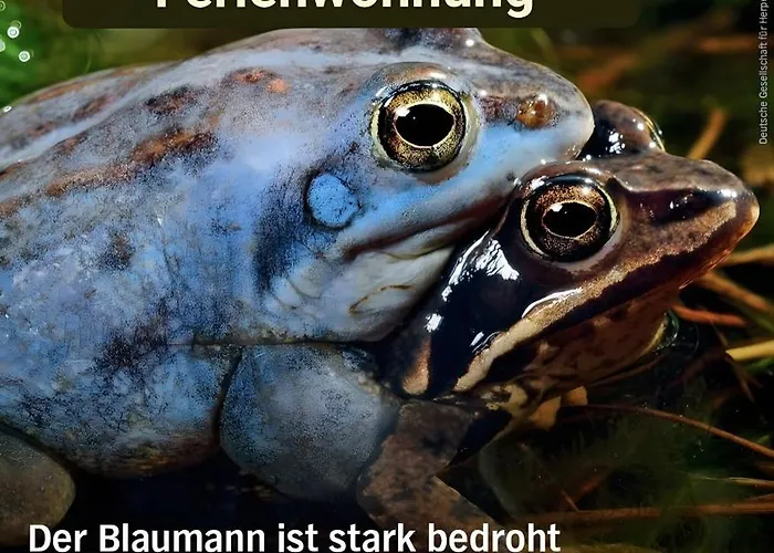 Kleine